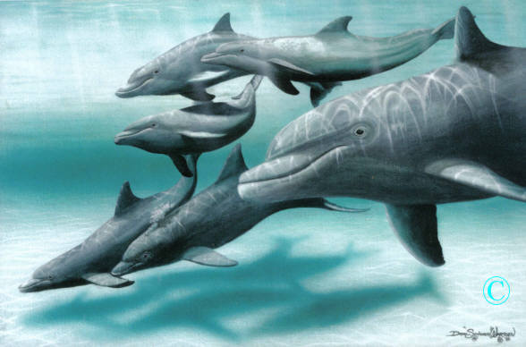 Dolphin Pod