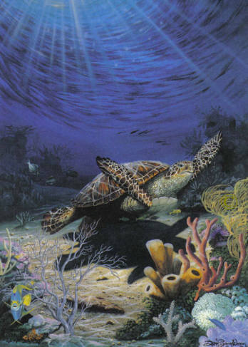 Sea Turtles