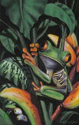 Rain Forest Prince Frog