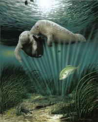 Manatees
