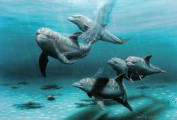 Silent Splendor Dolphins